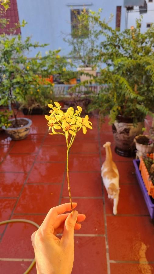 האנוי Daisy'S Stay מראה חיצוני תמונה